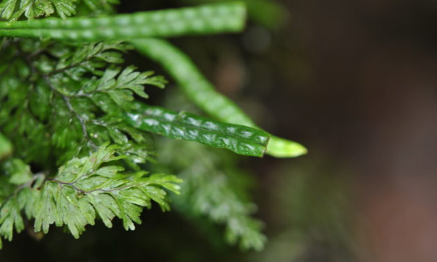 Oreogrammitis loculosa