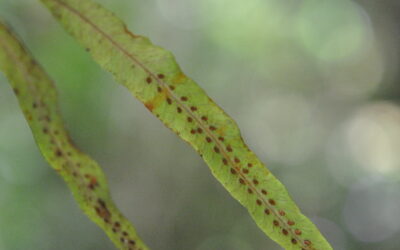 Oreogrammitis sumatrana