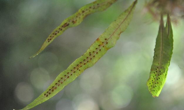 Oreogrammitis sumatrana