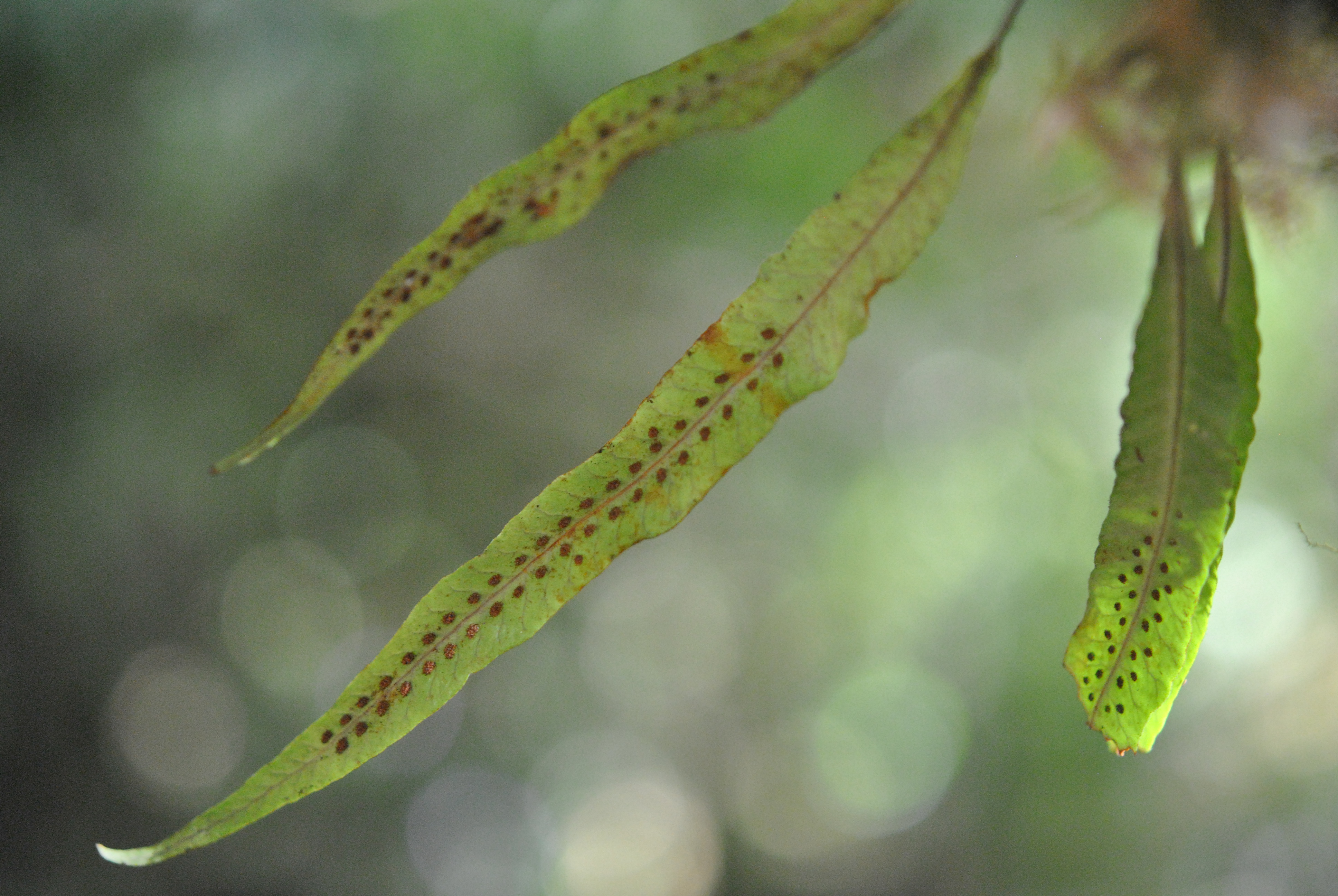 Oreogrammitis sumatrana