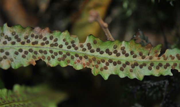 Oreogrammitis sumatrana