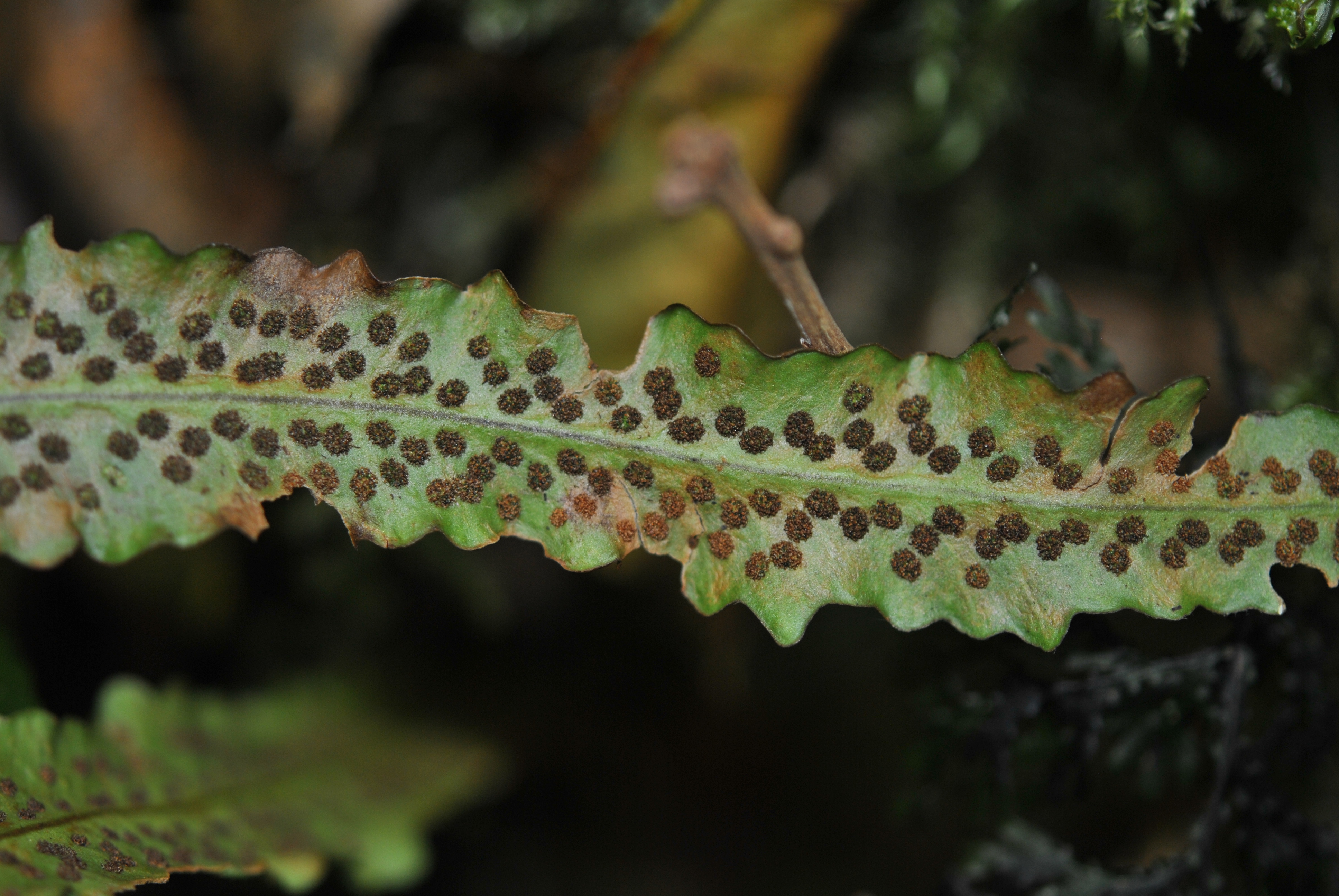 Oreogrammitis sumatrana