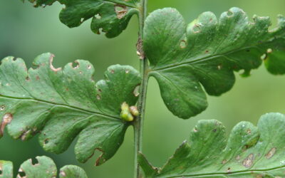 Dennstaedtia auriculata