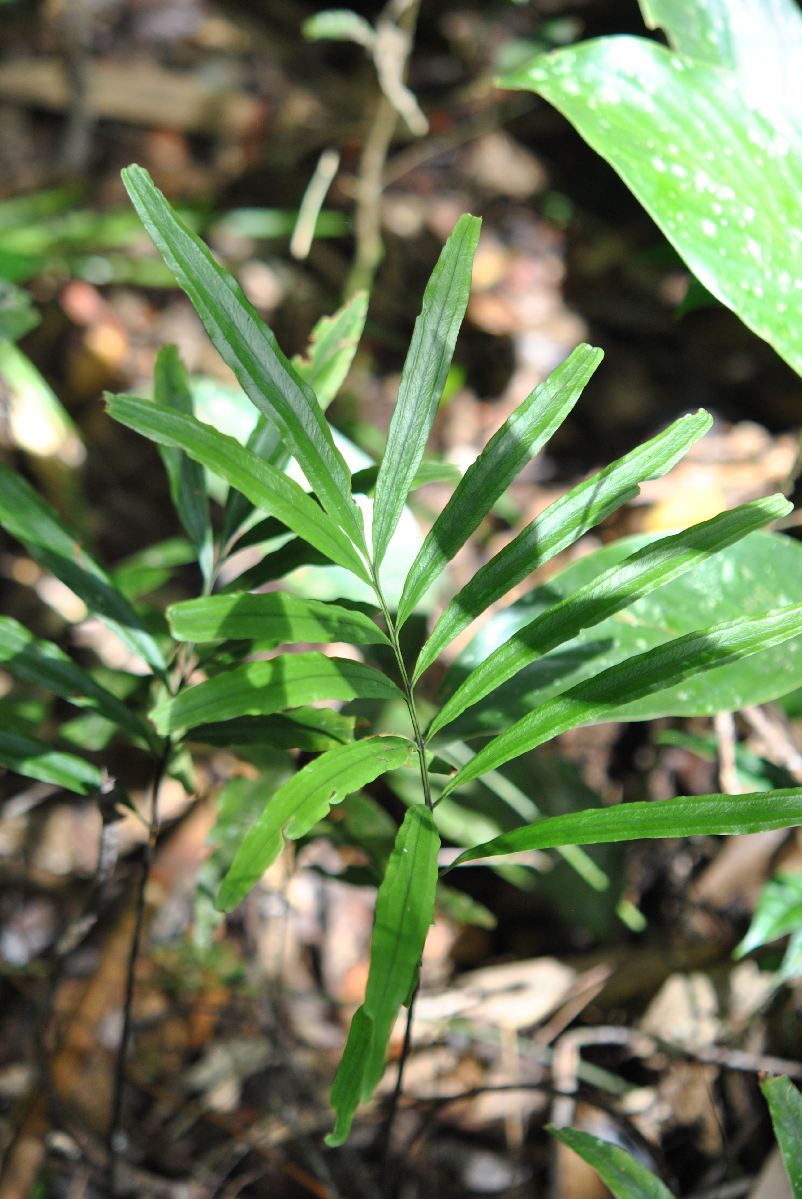 Taenitis blechnoides