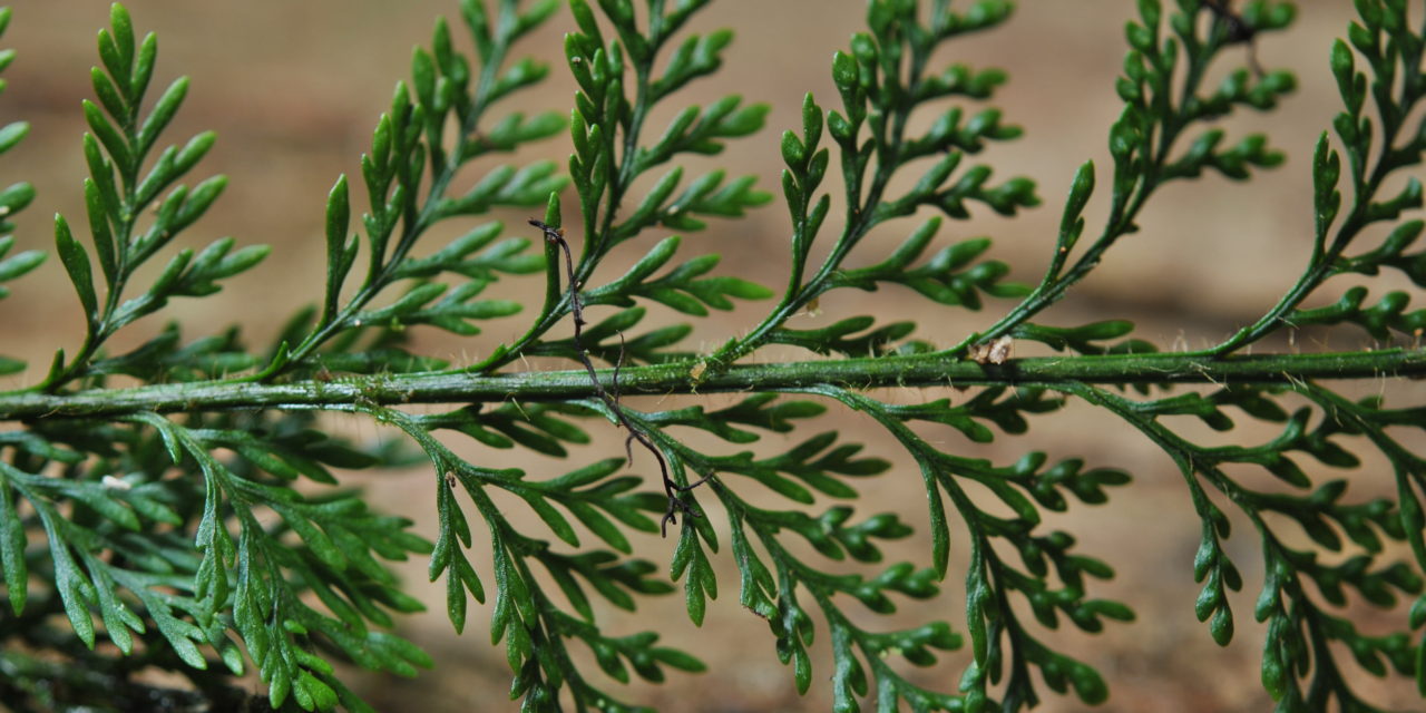 Tomophyllum millefolium