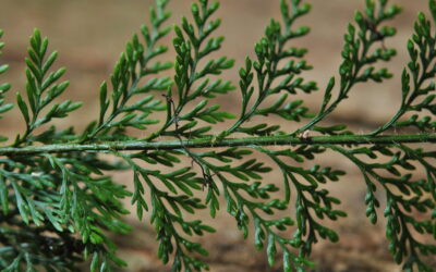 Tomophyllum millefolium