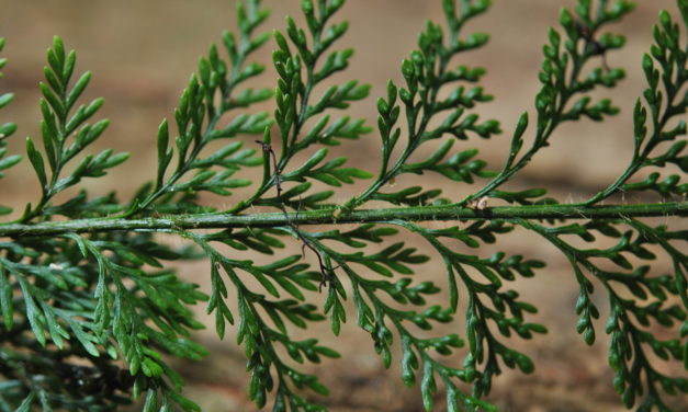 Tomophyllum millefolium