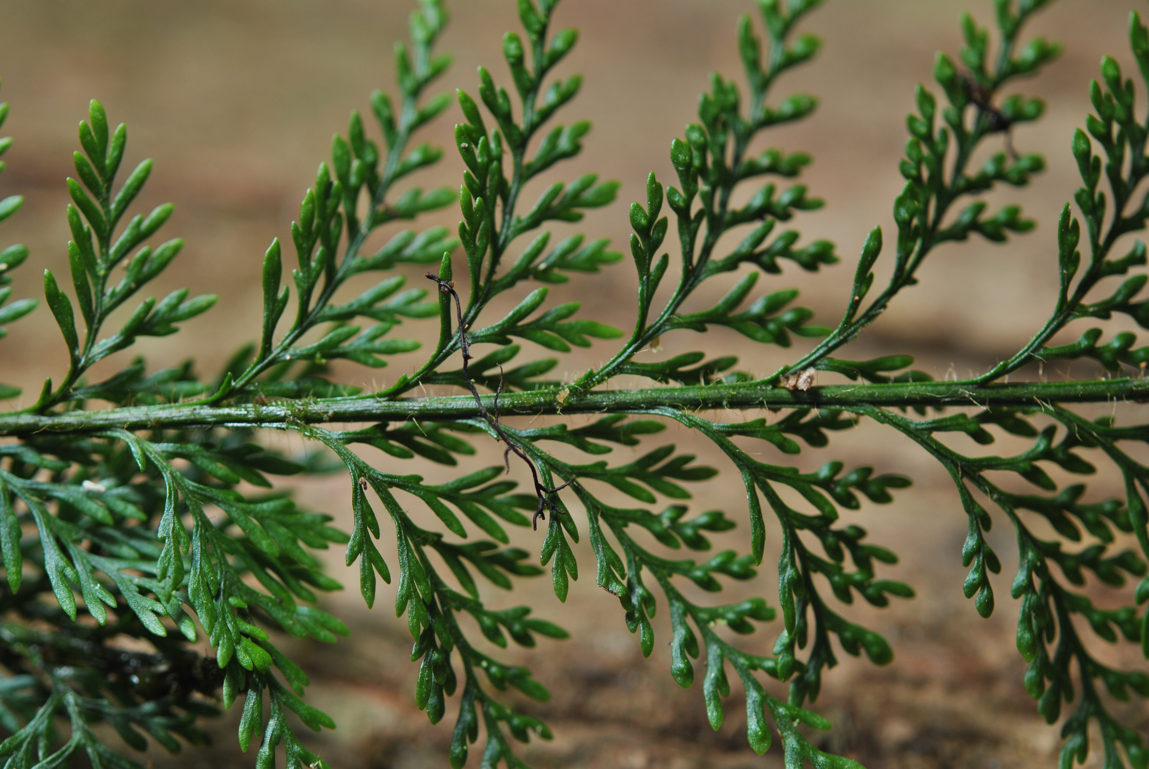 Tomophyllum millefolium