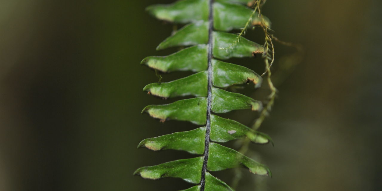 Prosaptia davalliacea