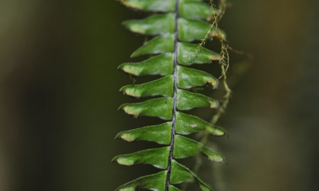 Prosaptia davalliacea