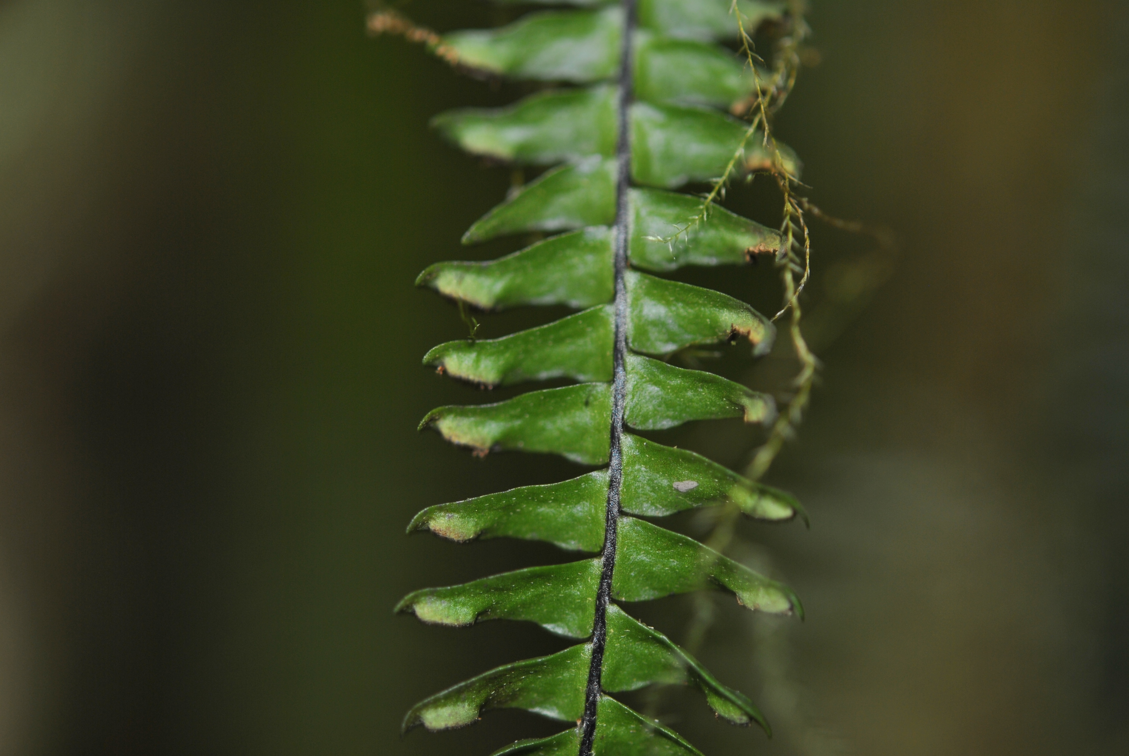 Prosaptia davalliacea