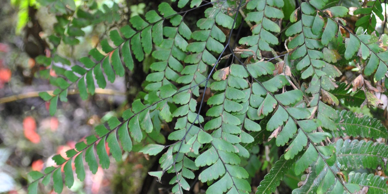 Adiantum aneitense