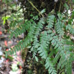 Adiantum aneitense