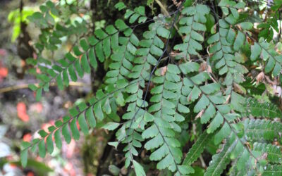 Adiantum aneitense