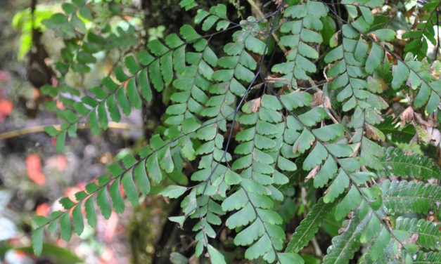 Adiantum aneitense