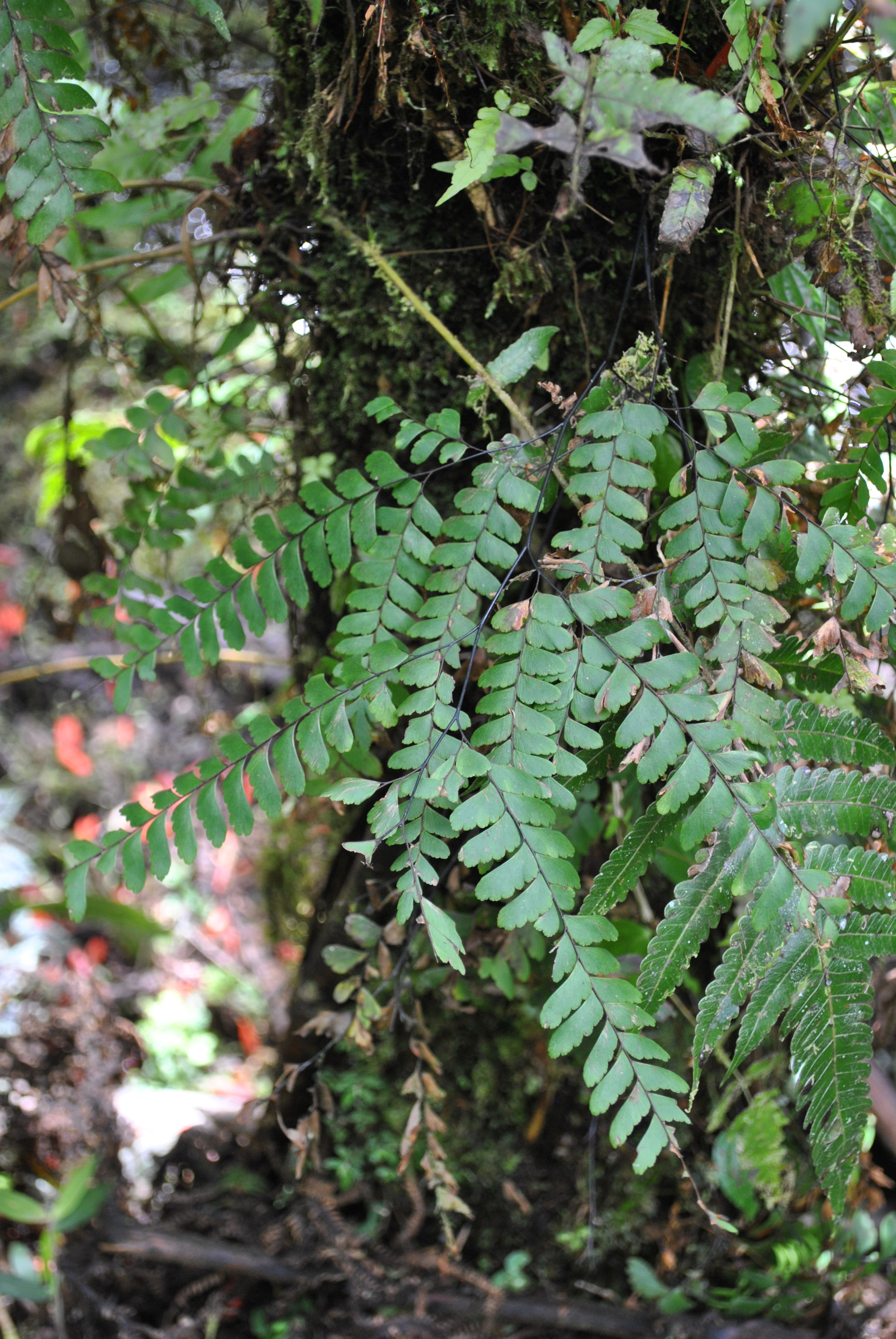 Adiantum aneitense