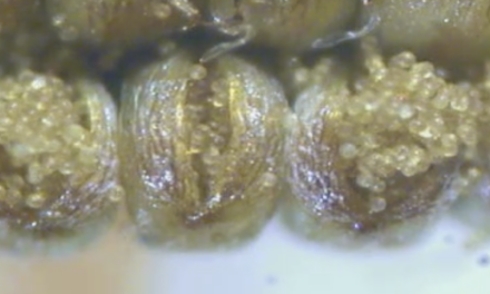 Angiopteris sporangium dehiscence