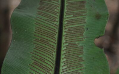 Asplenium musifolium