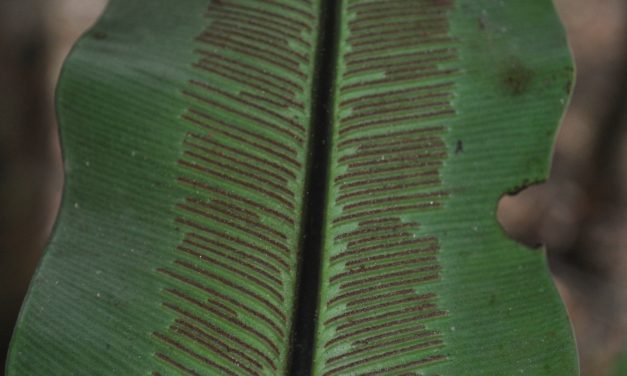 Asplenium musifolium