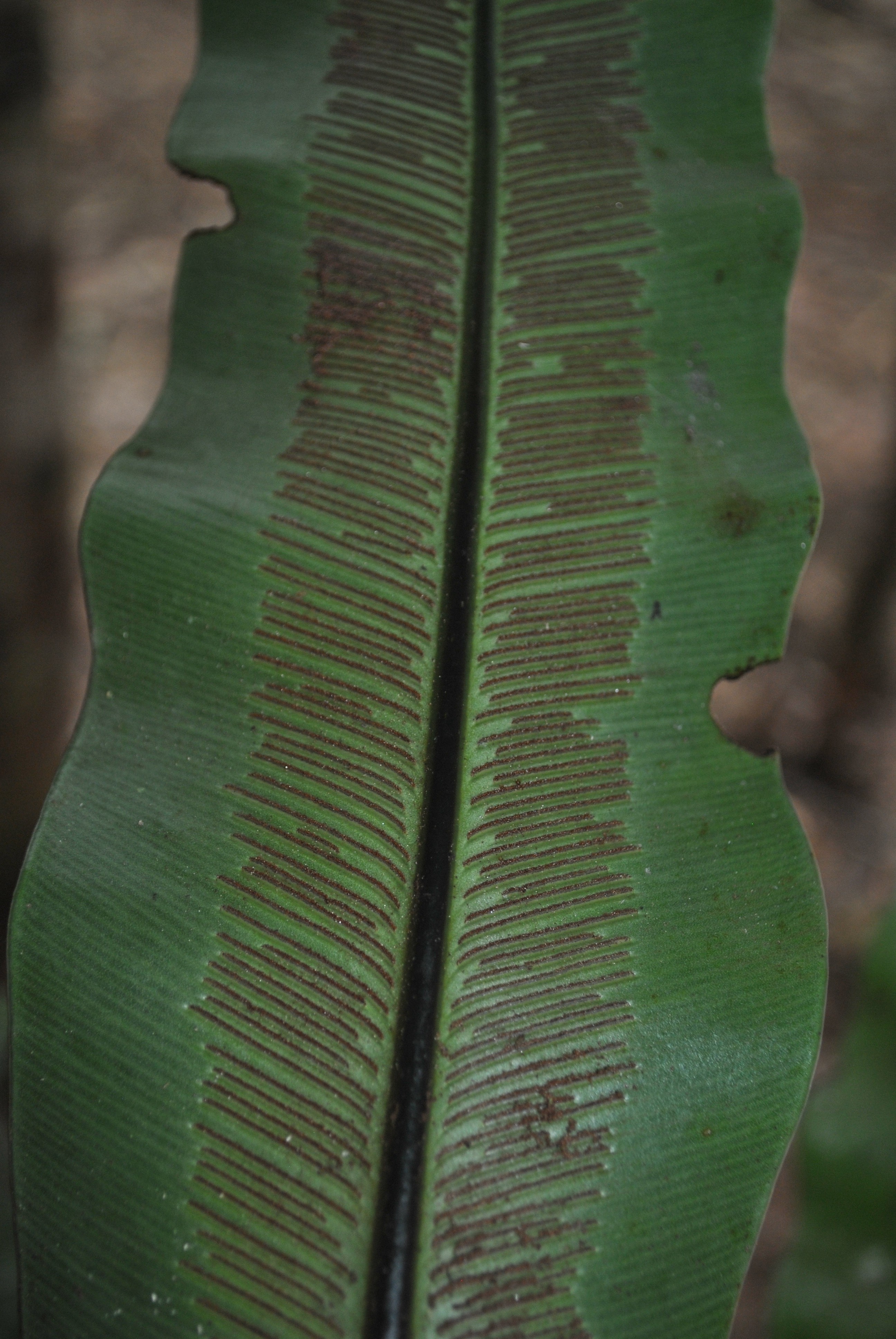 Asplenium musifolium