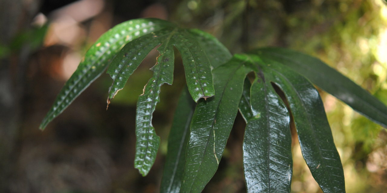 Selliguea taeniata