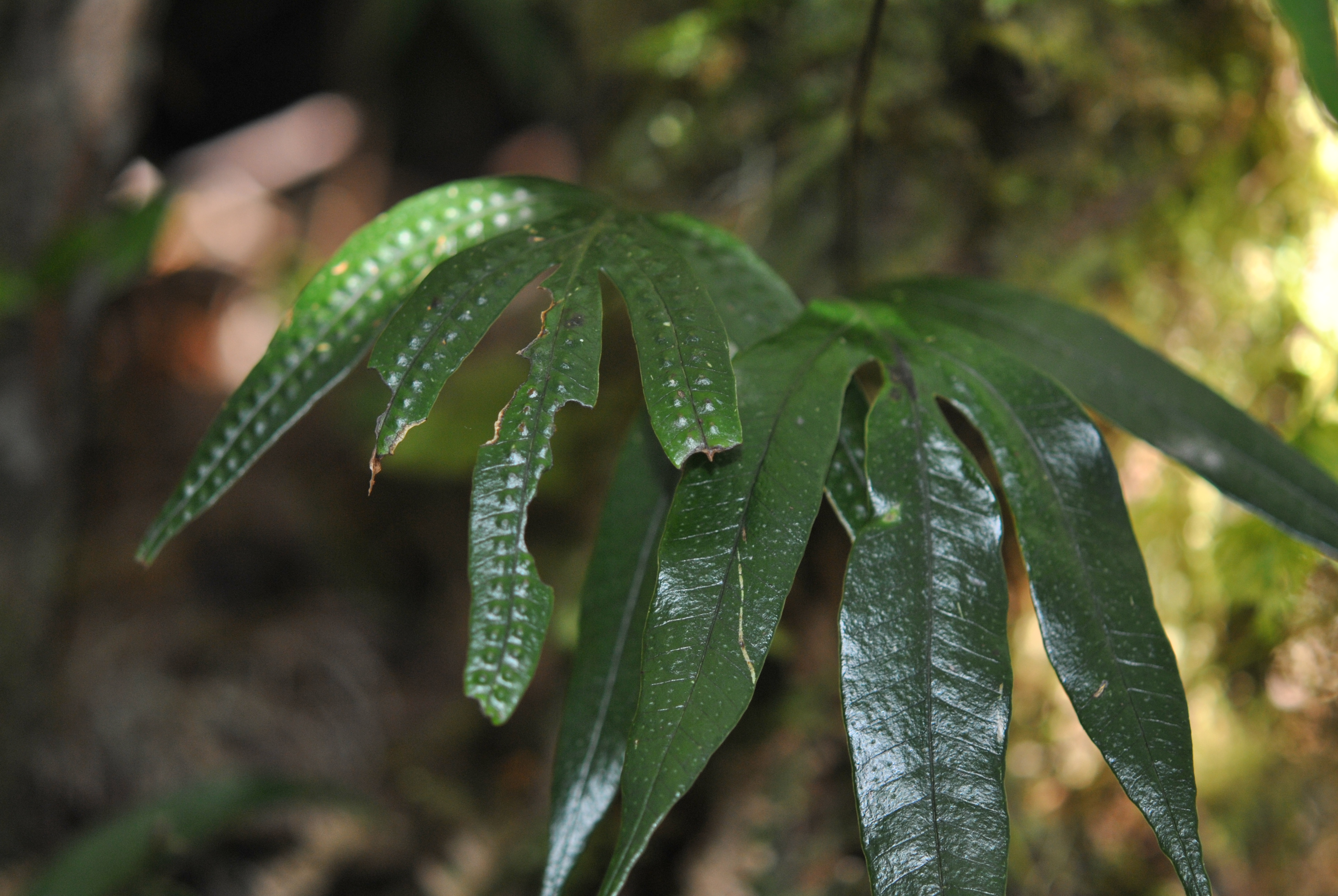 Selliguea taeniata