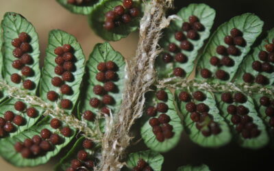 Alsophila albidosquamata