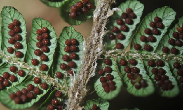 Alsophila albidosquamata