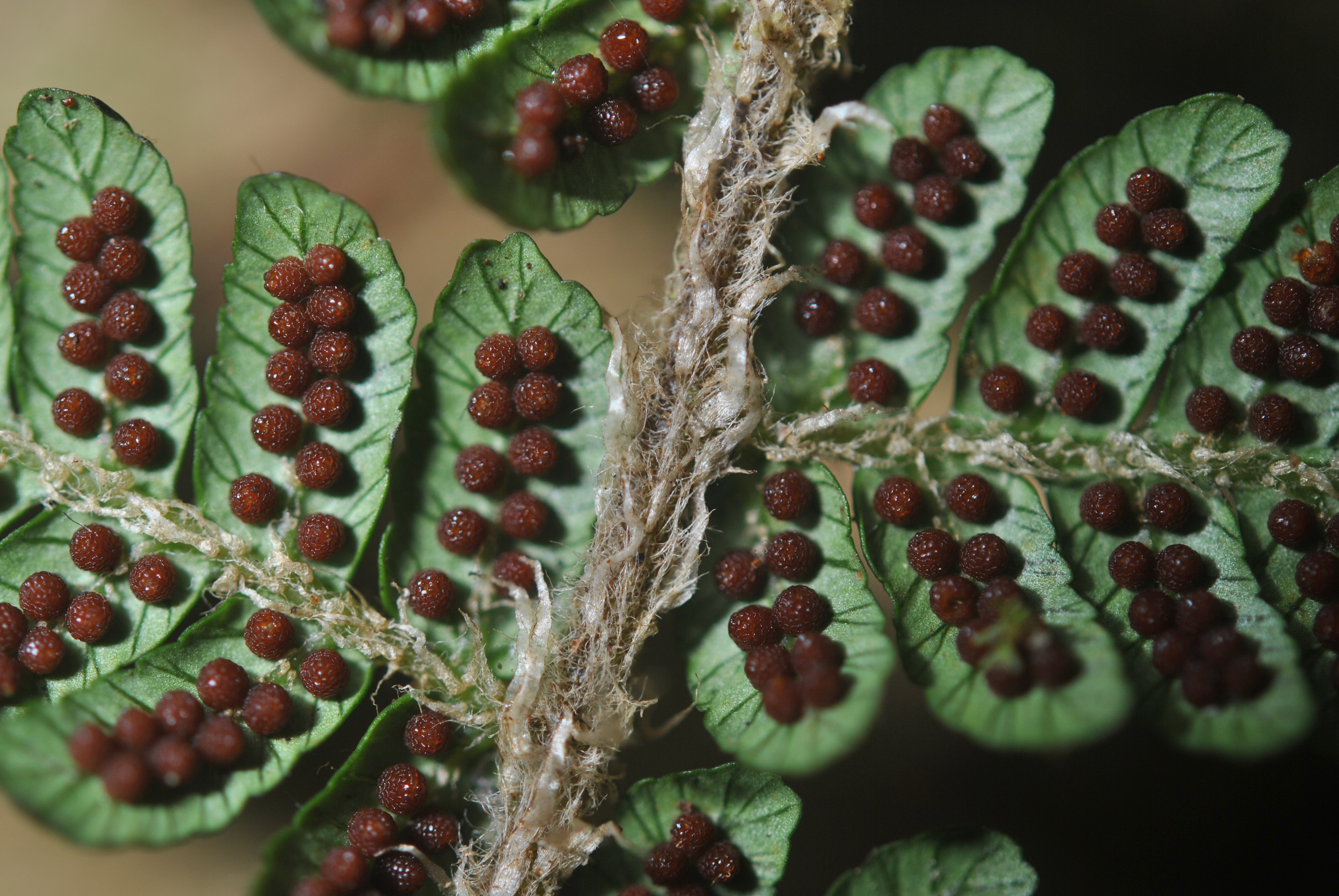 Alsophila albidosquamata