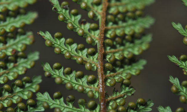 Dicksonia sciurus