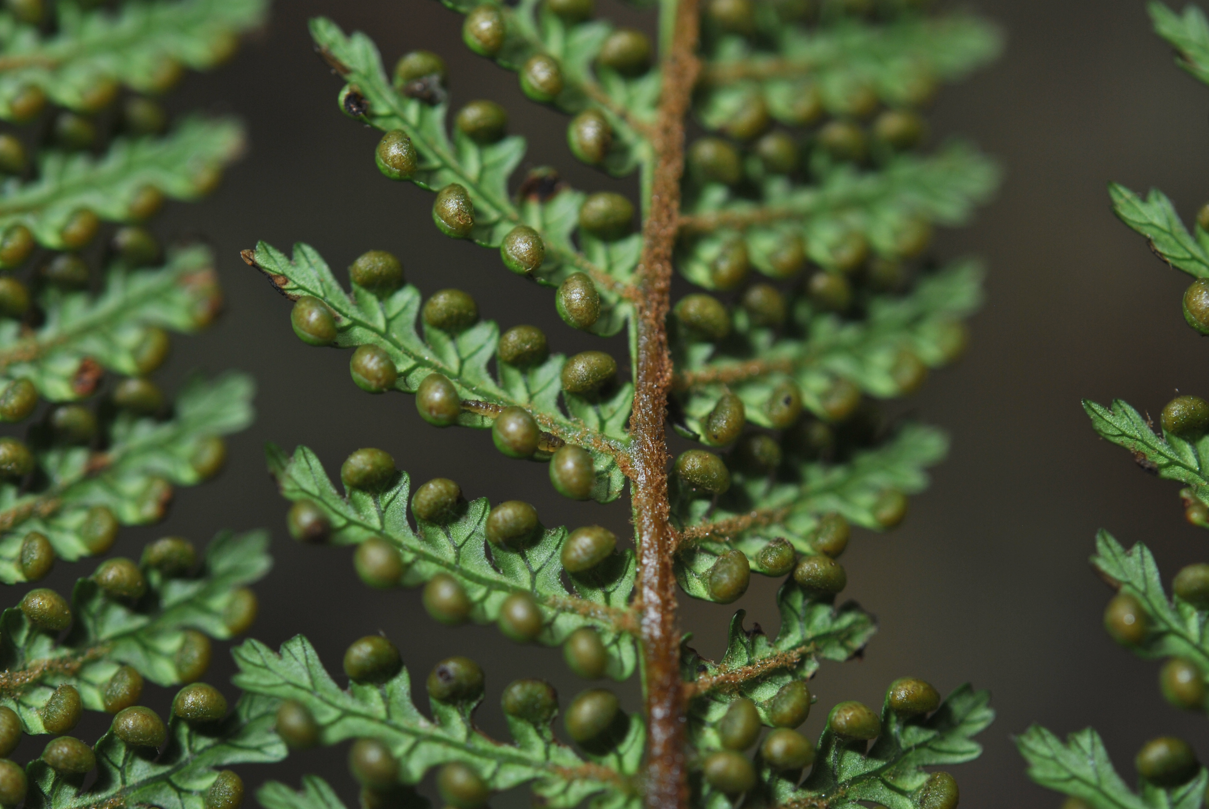 Dicksonia sciurus