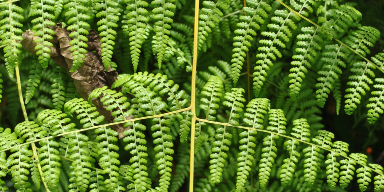 Dennstaedtia scandens