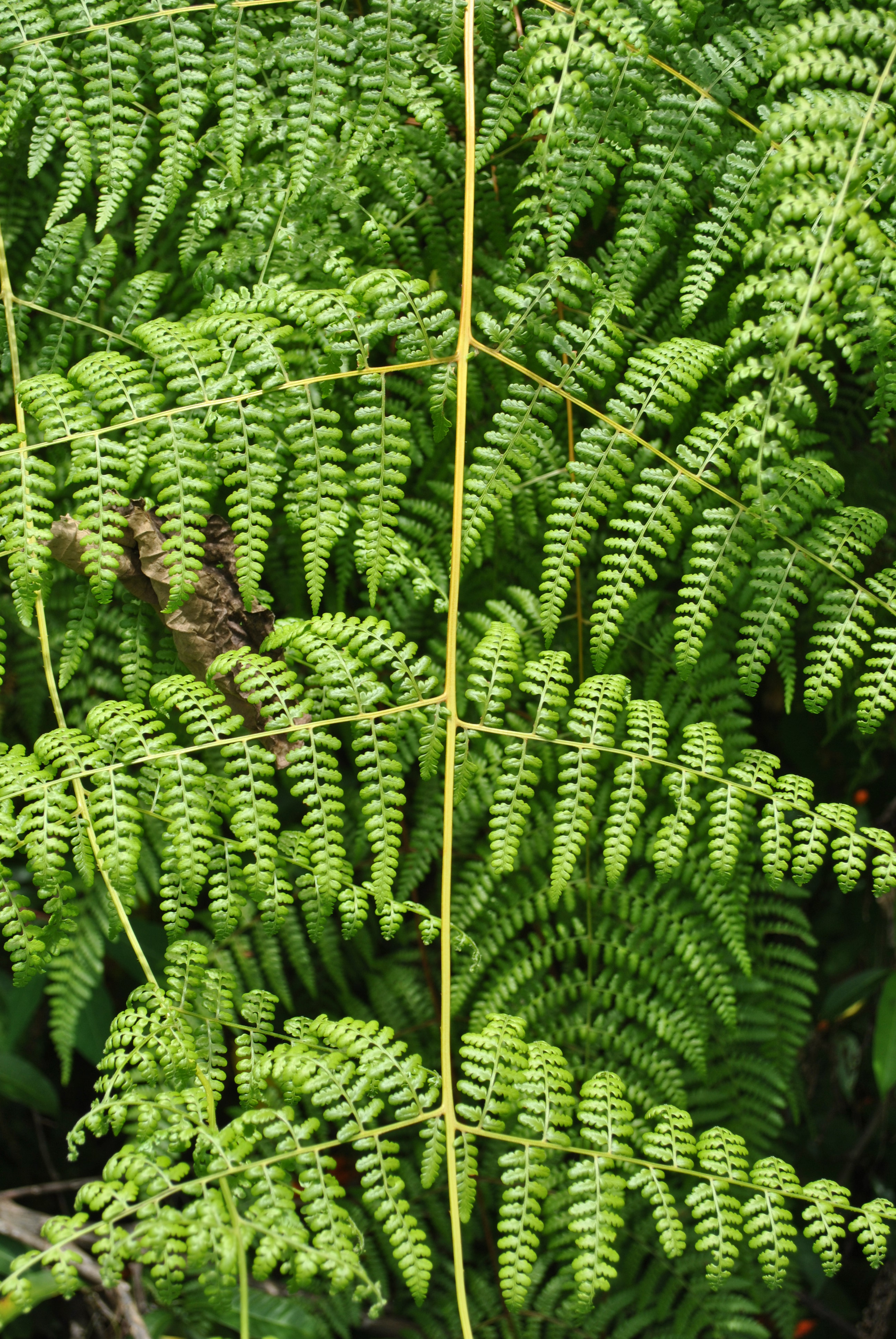 Dennstaedtia scandens