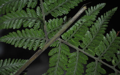 Davallodes novoguineense