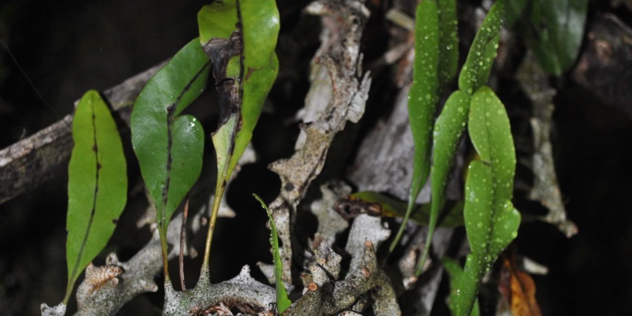 Lecanopteris sinuosa