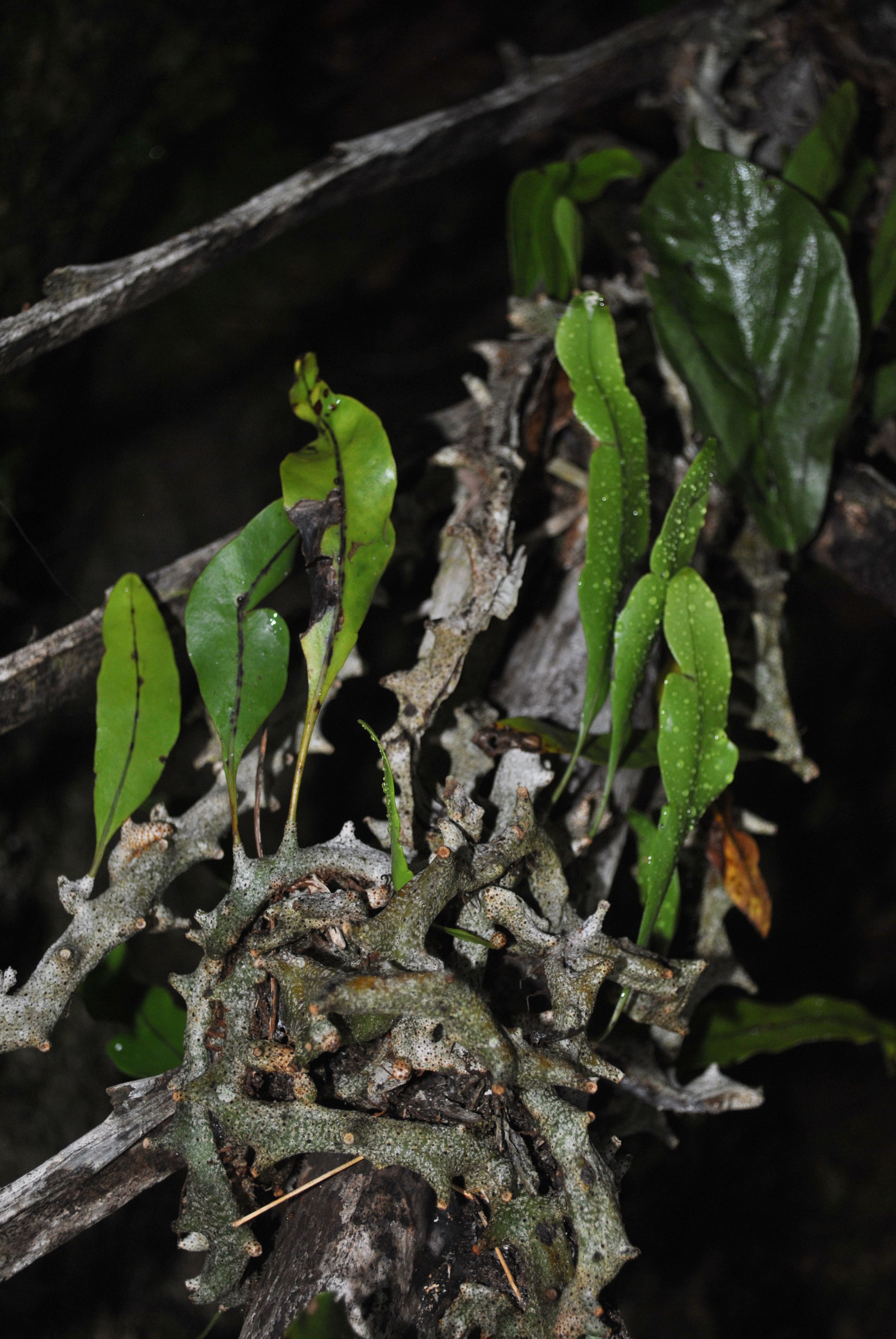 Lecanopteris sinuosa