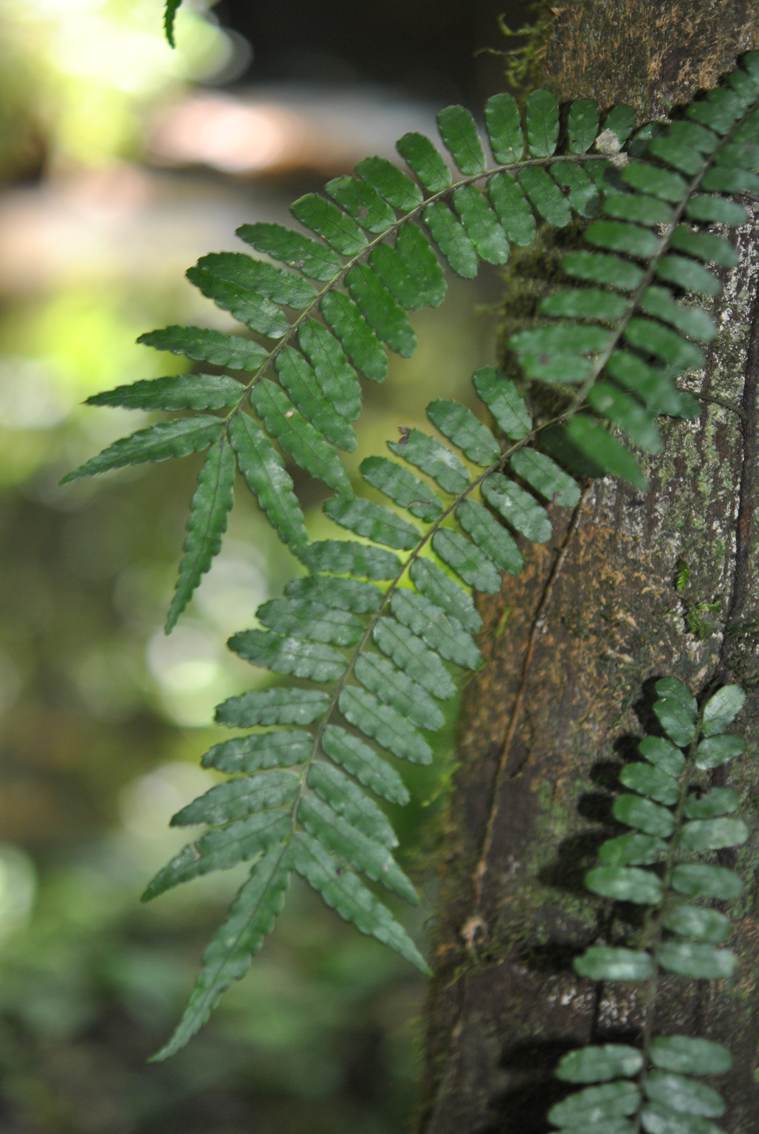 Lomagramma brassii