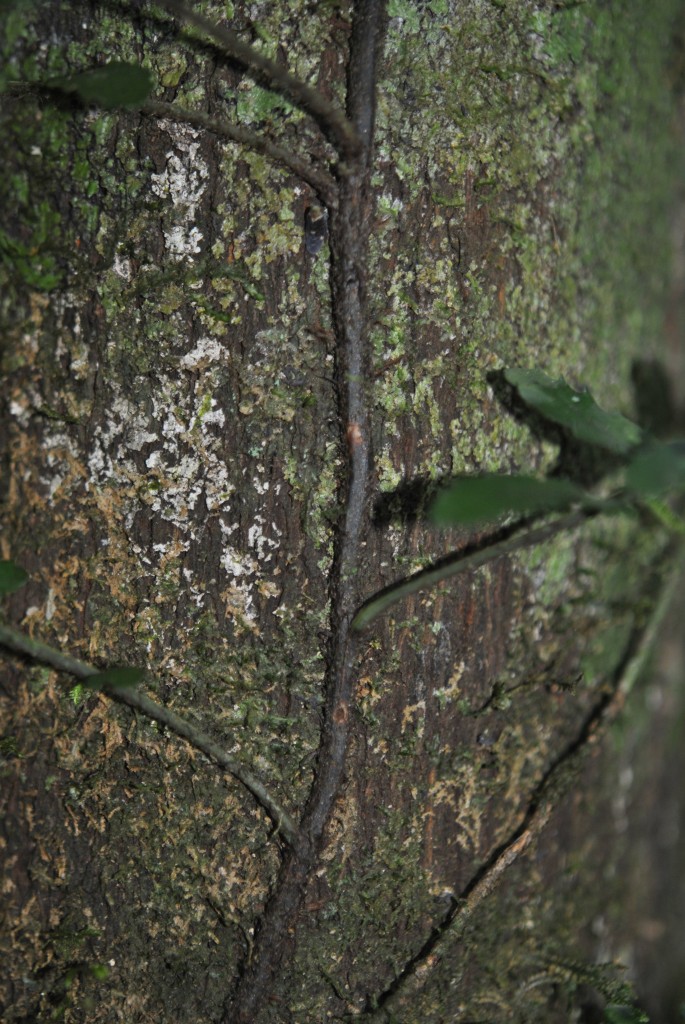 Lomagramma SAJ 1589 3 Ferns and Lycophytes of the World