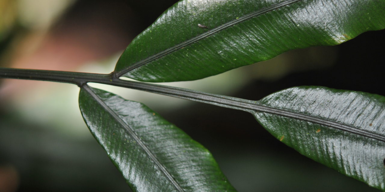 Lomariopsis kingii