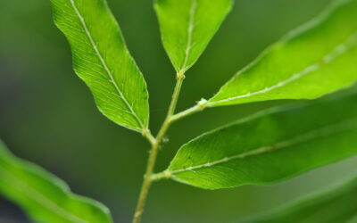 Lygodium salicifolium