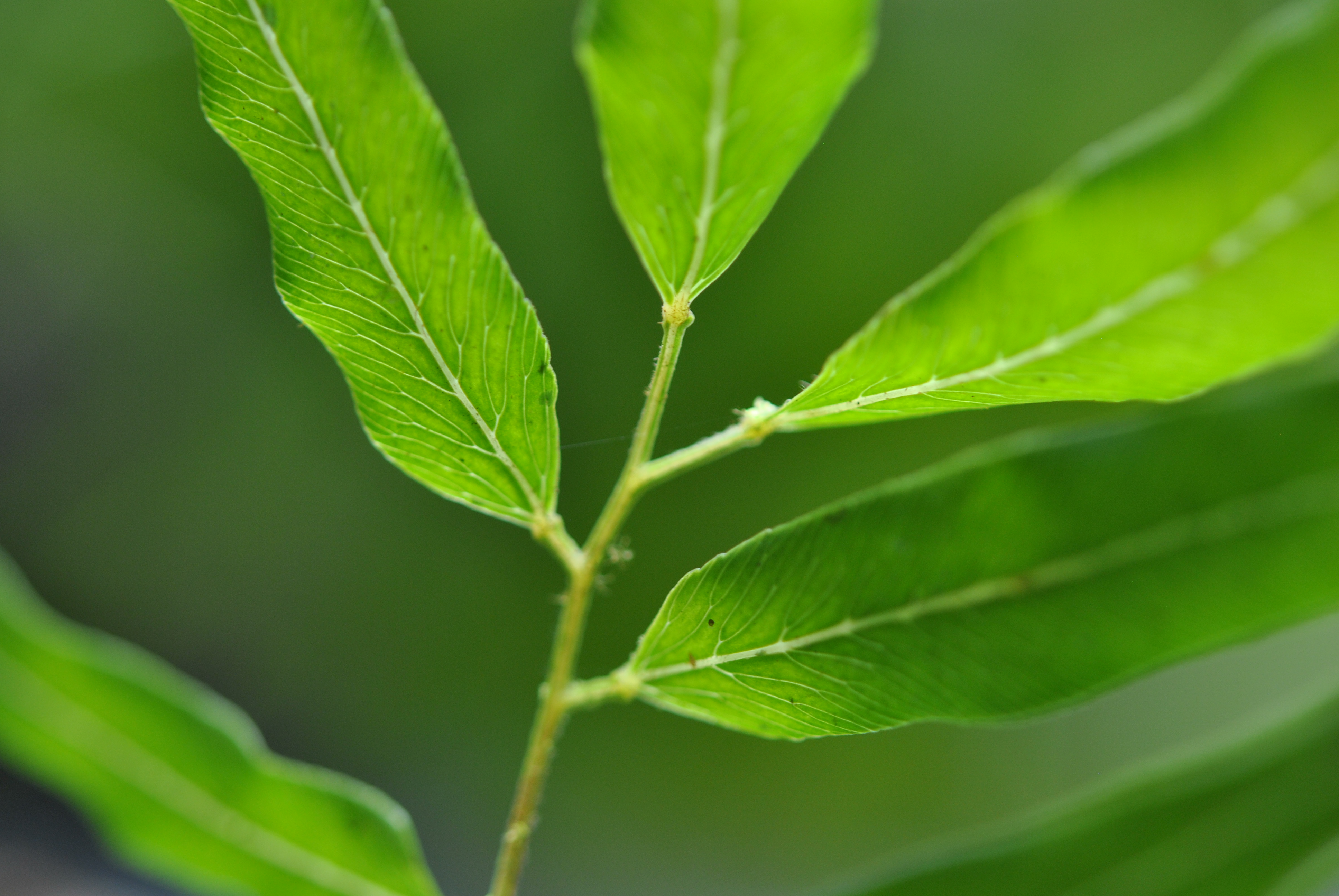 Lygodium salicifolium