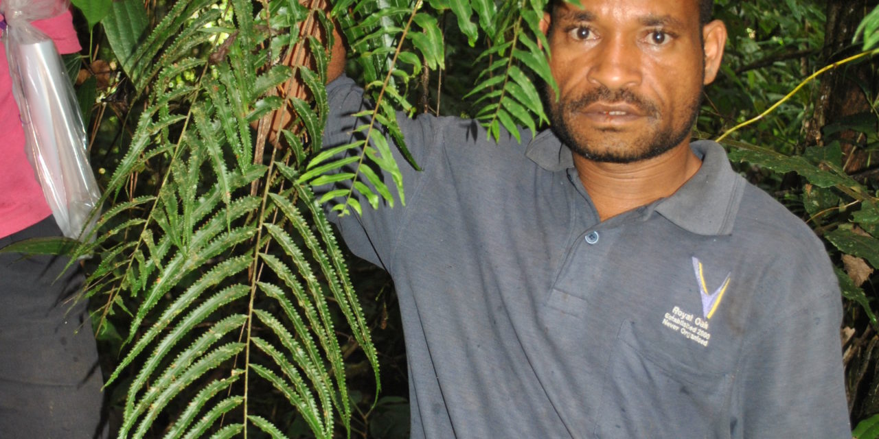 Nephrolepis davalliodes