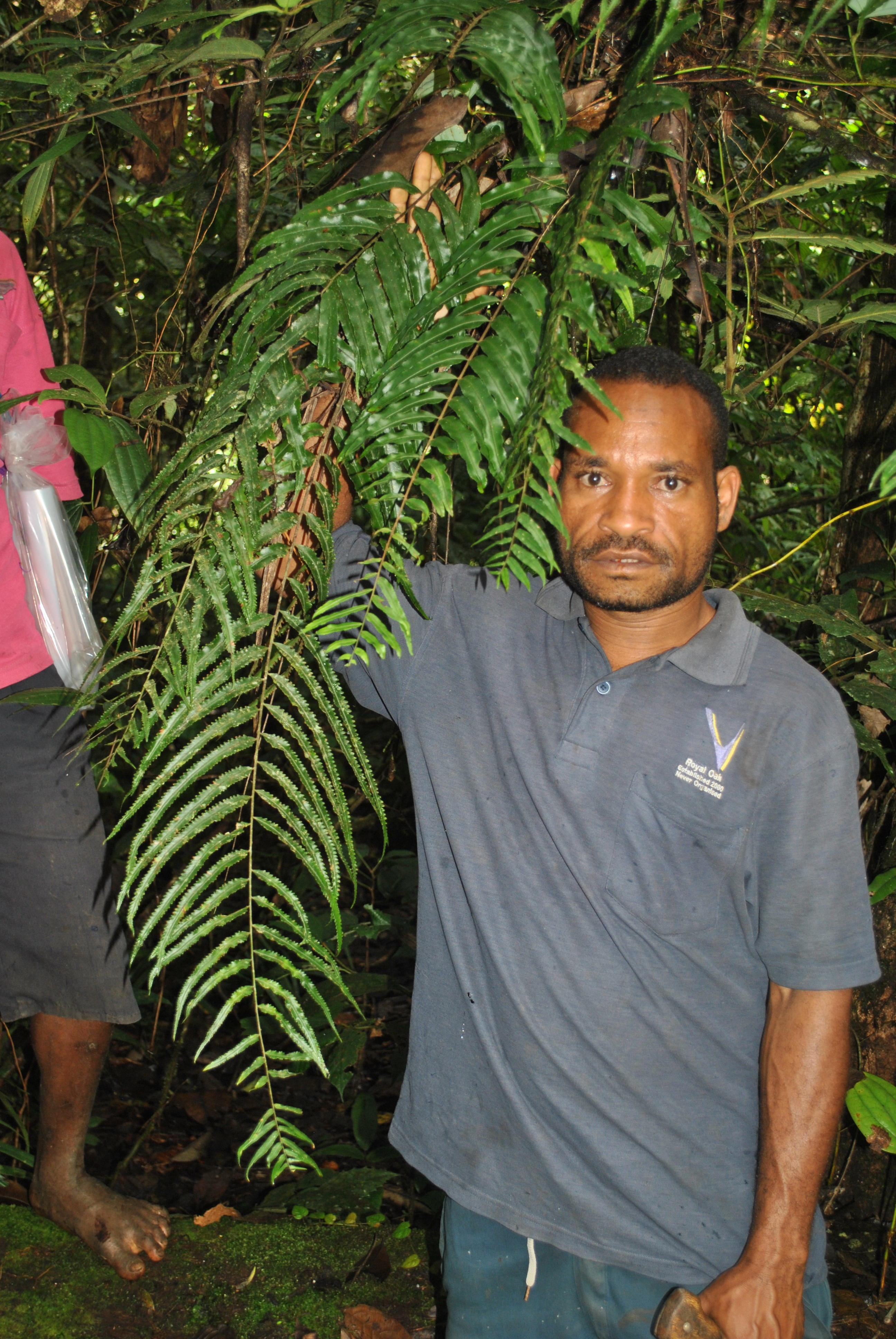 Nephrolepis davalliodes