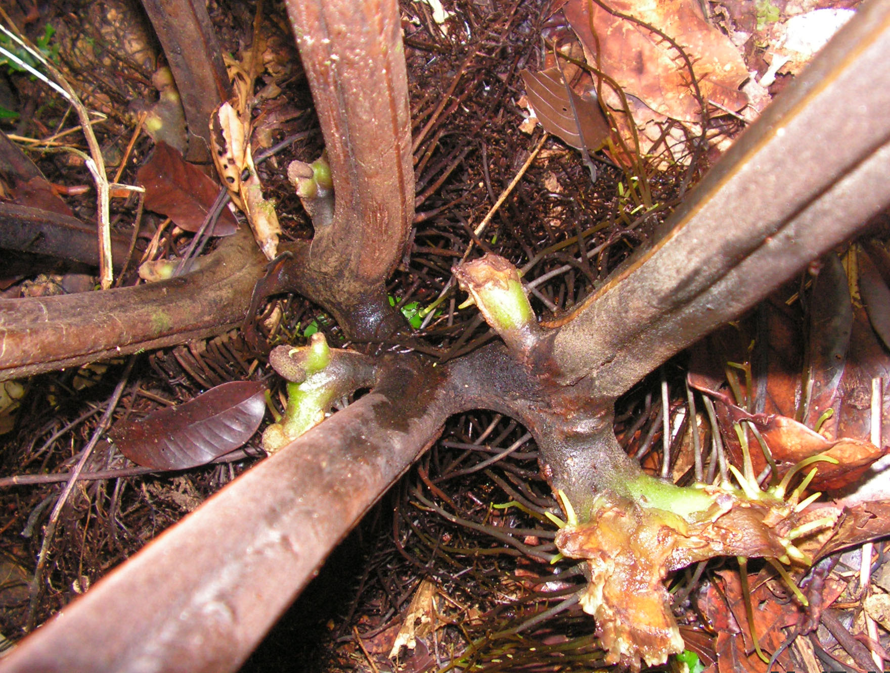 Dennstaedtia resinifera