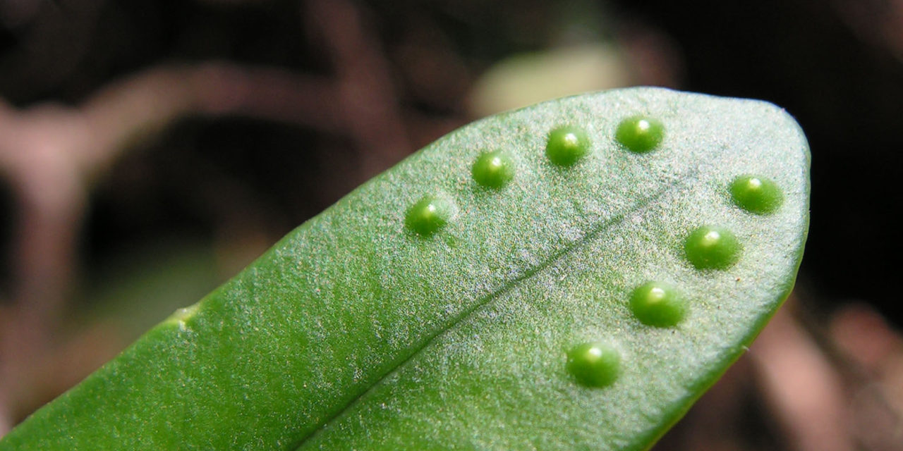 Selliguea stenophylla