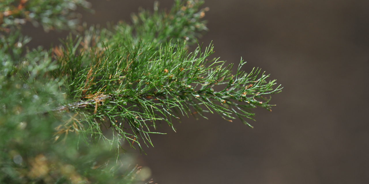 Abrodictyum pluma