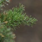 Abrodictyum pluma