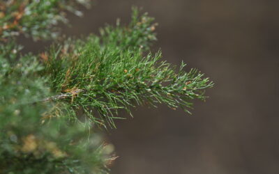 Abrodictyum pluma