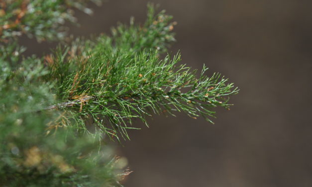 Abrodictyum pluma