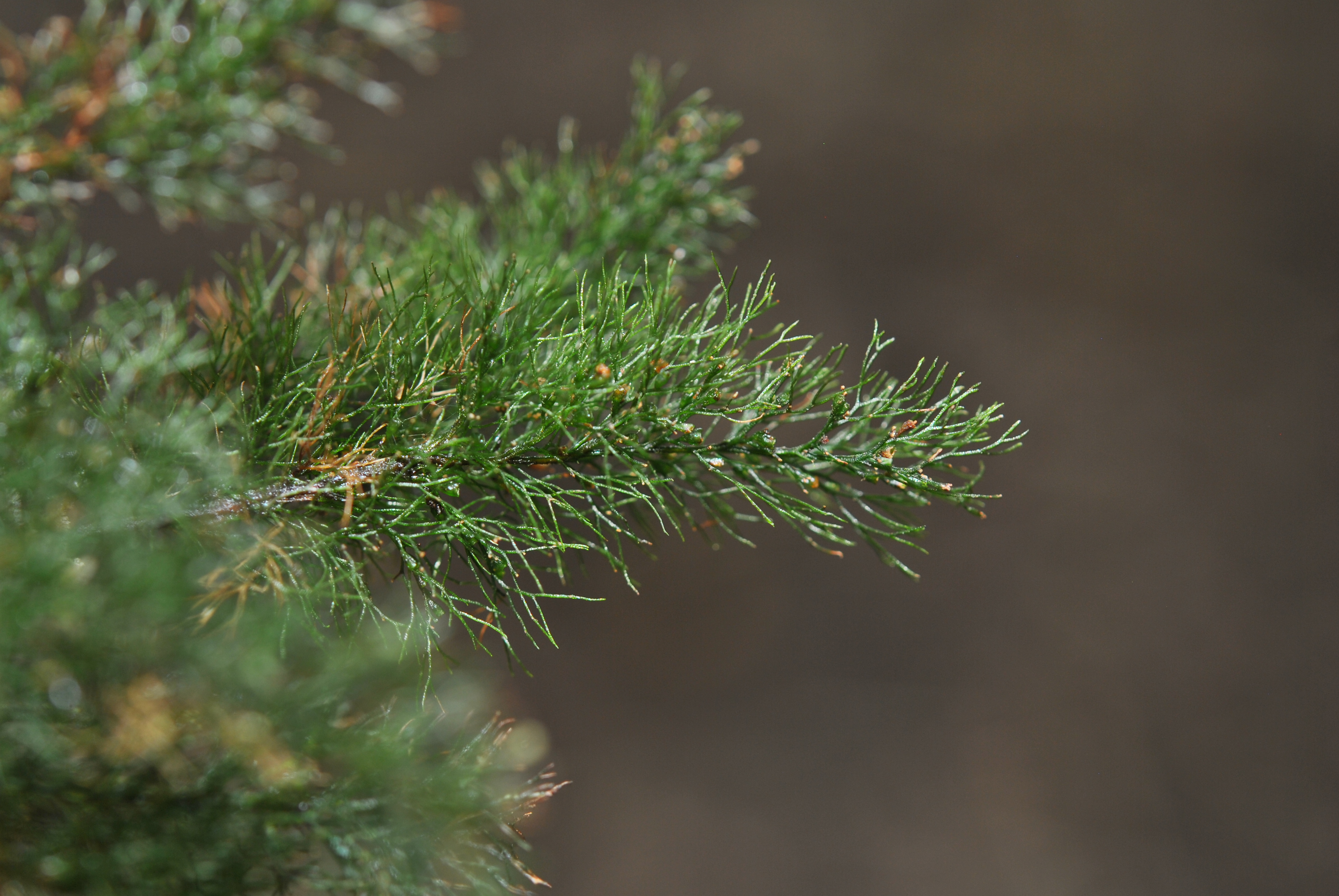 Abrodictyum pluma